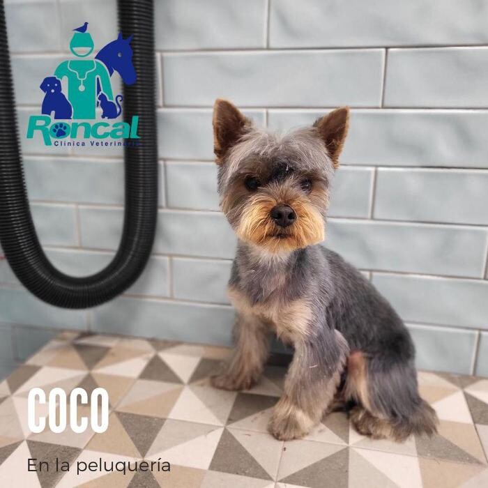 Images Clínica Veterinaria Roncal - Pilas