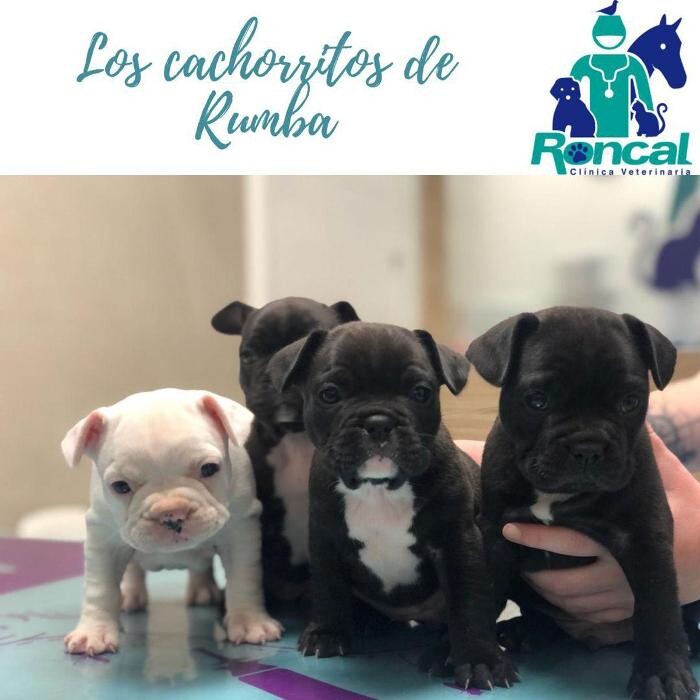 Images Clínica Veterinaria Roncal - Pilas
