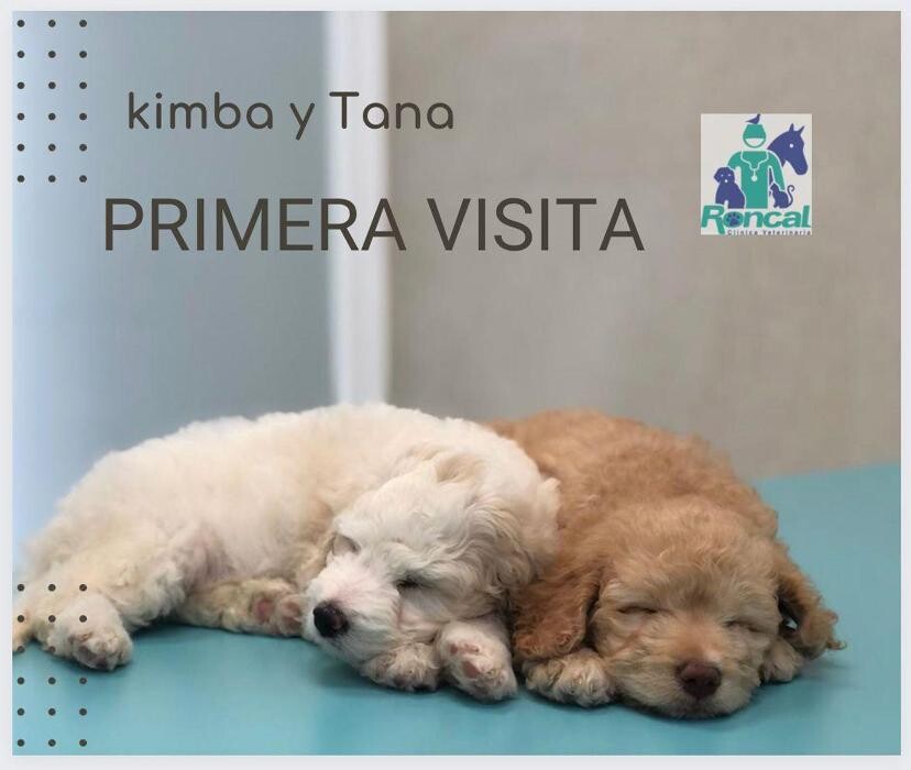 Images Clínica Veterinaria Roncal - Pilas
