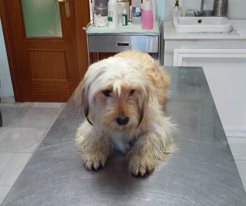 Images Centro Veterinario Guillena