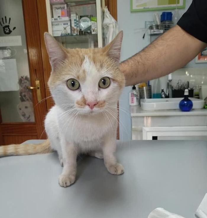 Images Centro Veterinario Guillena