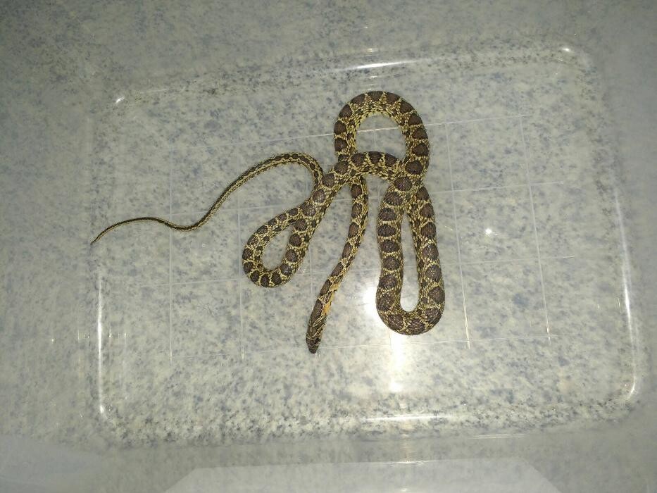 Images Centro Veterinario Guillena