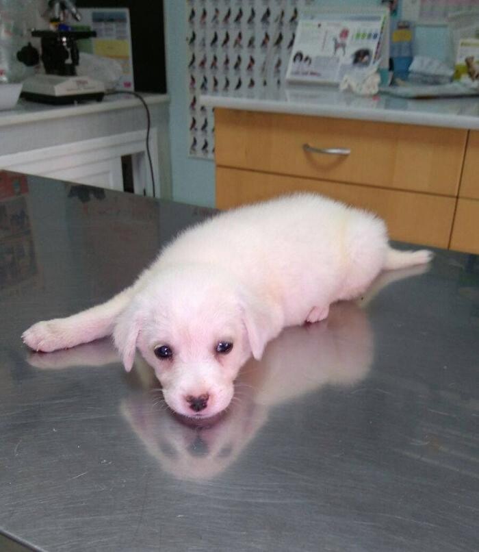 Images Centro Veterinario Guillena