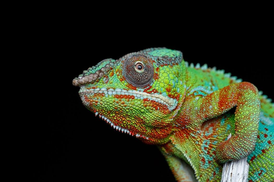 Images CONSULTORIO VETERINARIO MORANO