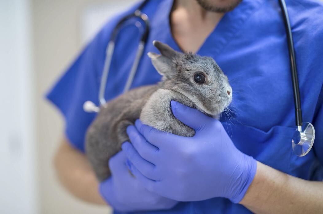 Images CONSULTORIO VETERINARIO MORANO
