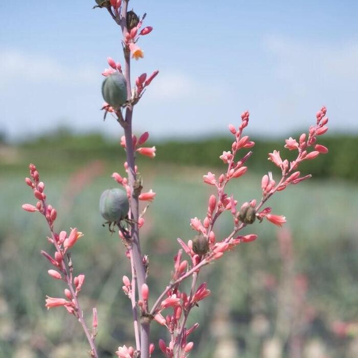 Images Vivero en Elche | Duplant