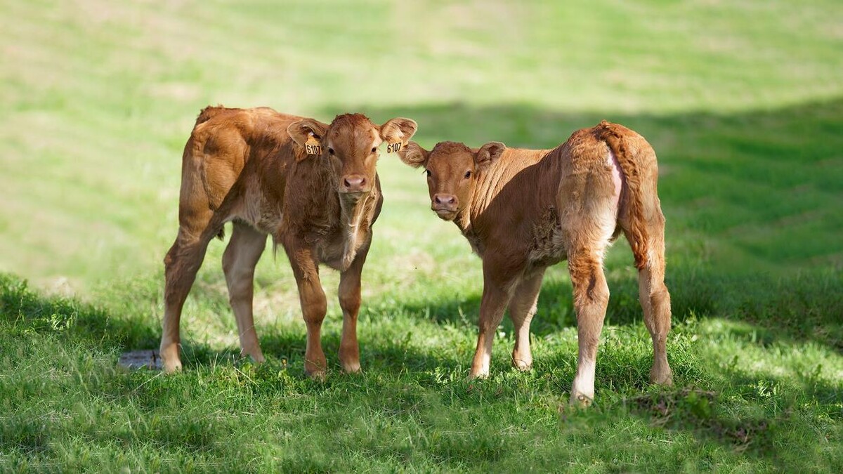 Images GRANJA ECOLÓGICA CASSOVALL
