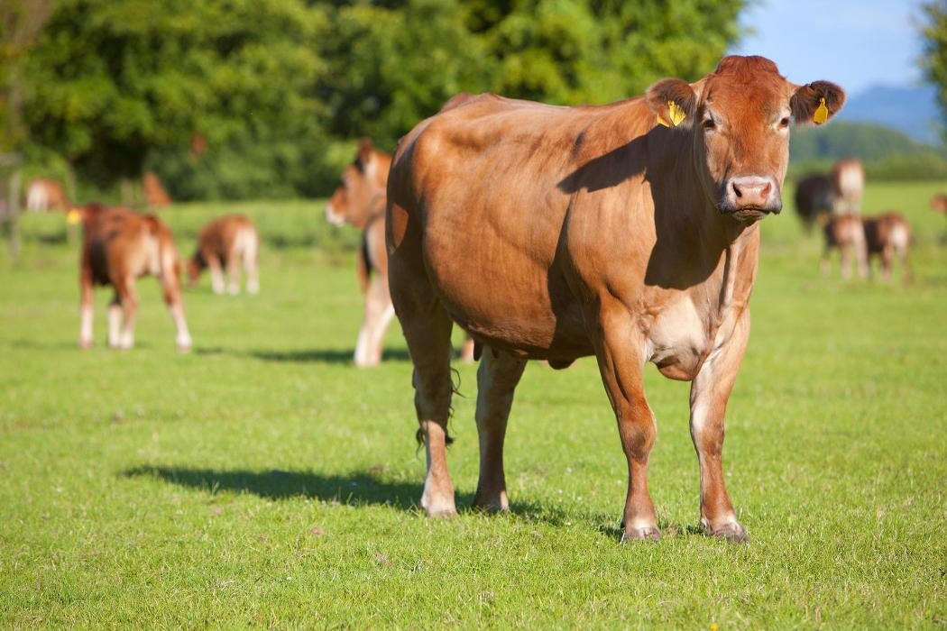 Images GRANJA ECOLÓGICA CASSOVALL