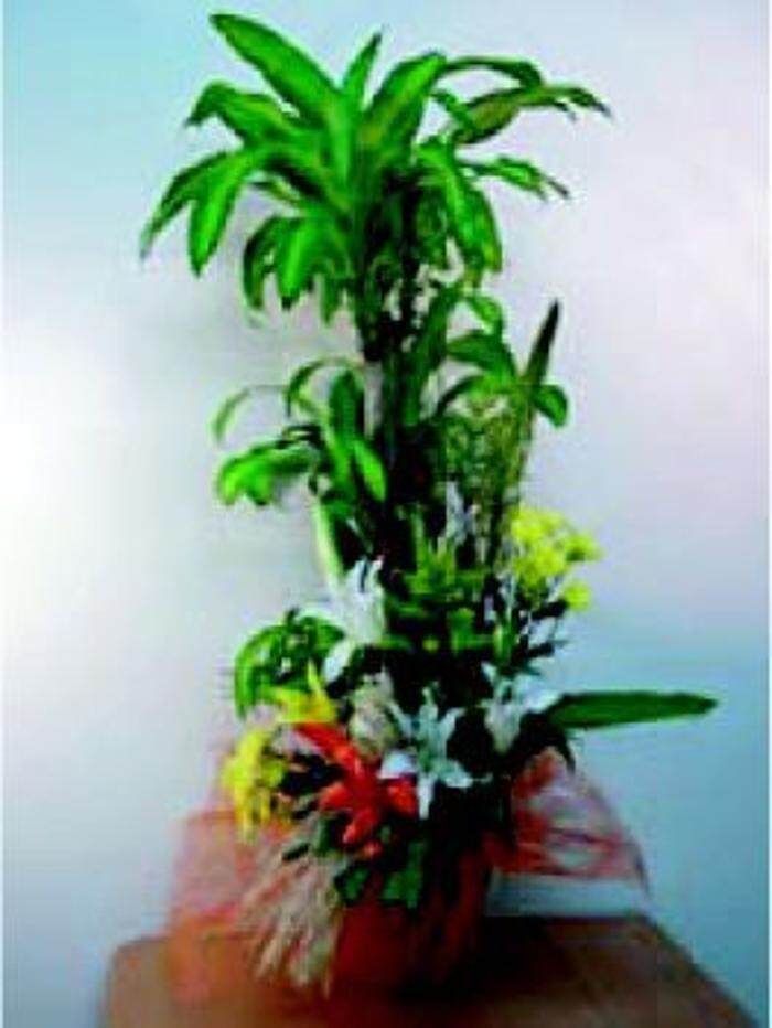 Images Cardona Flors i Plantes