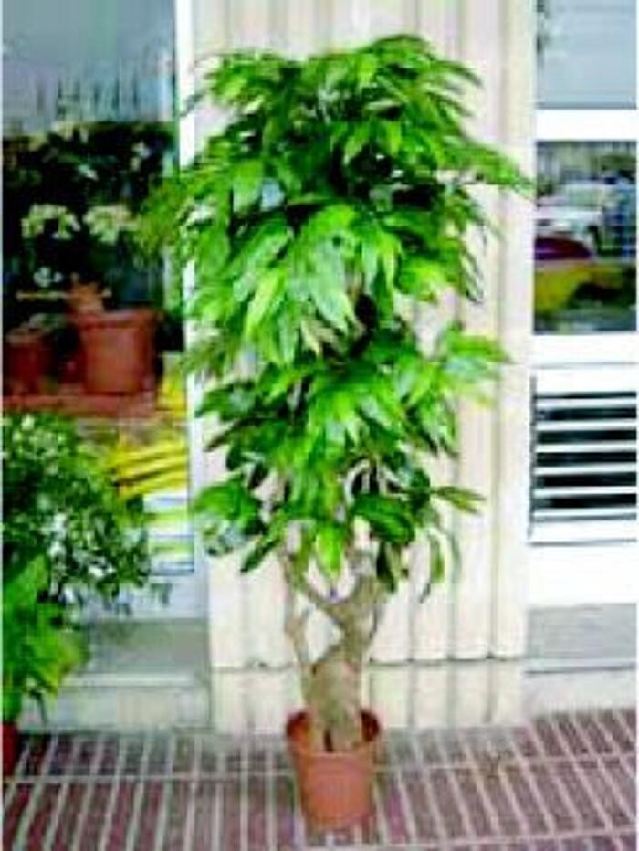 Images Cardona Flors i Plantes