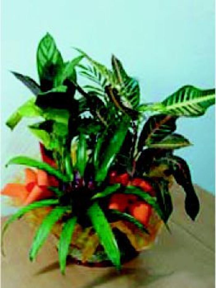 Images Cardona Flors i Plantes