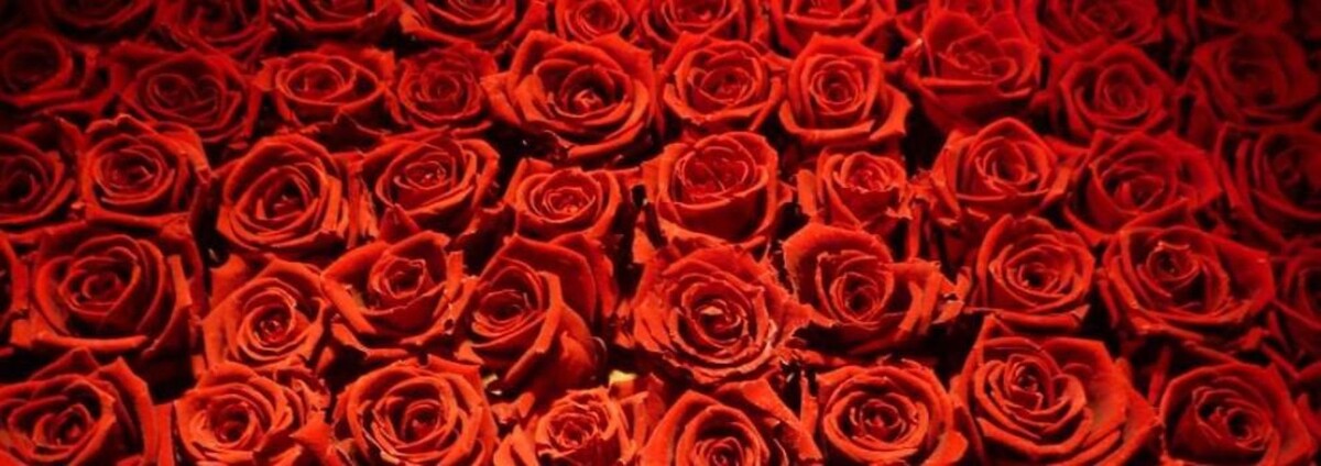 Images Cardona Flors i Plantes