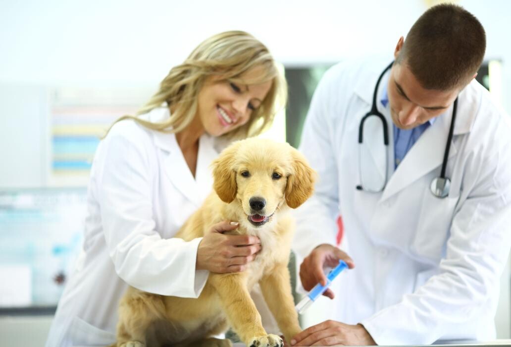 Images Centro Médico Veterinario Los Álamos