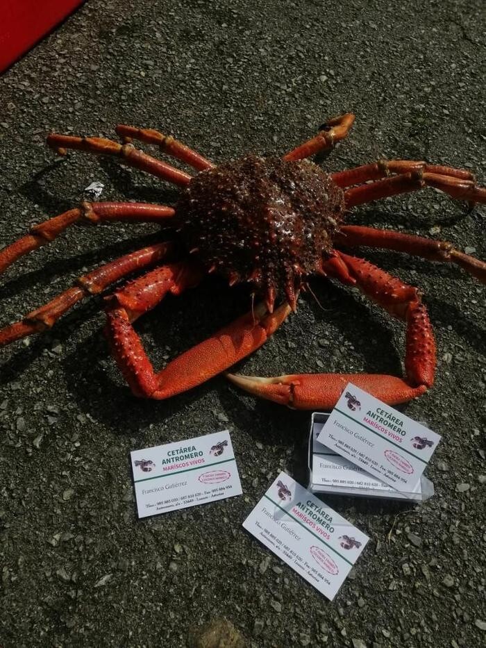 Images CETÁREA ANTROMERO