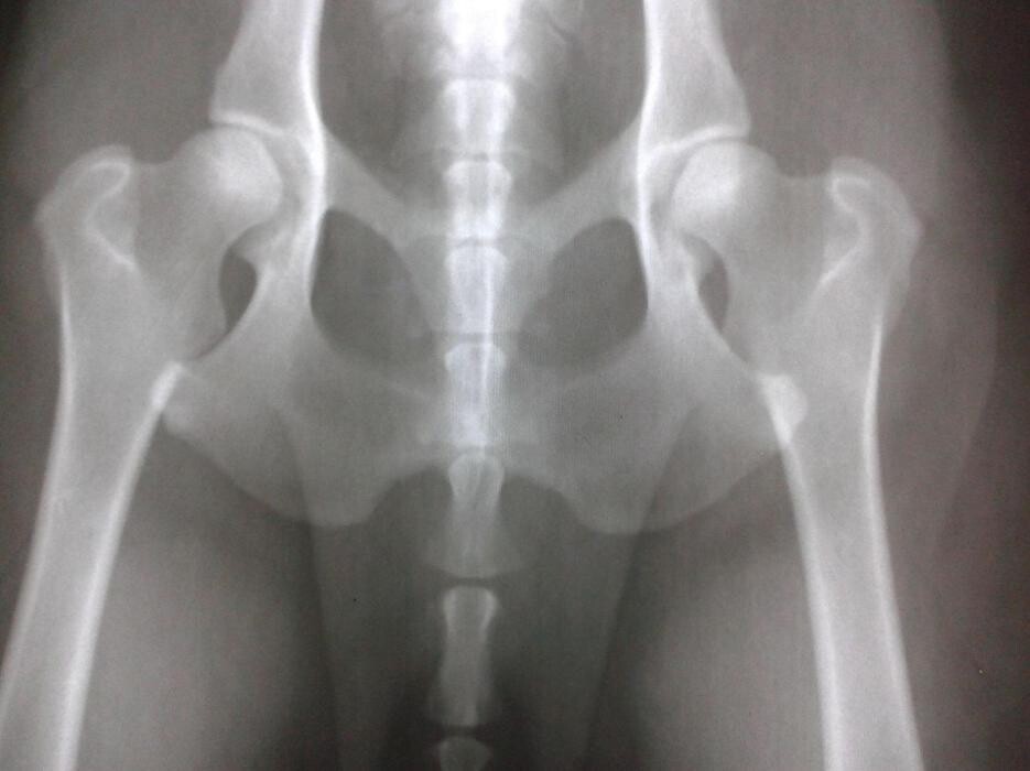 Images Clínica Veterinari Sant Antoni Abat