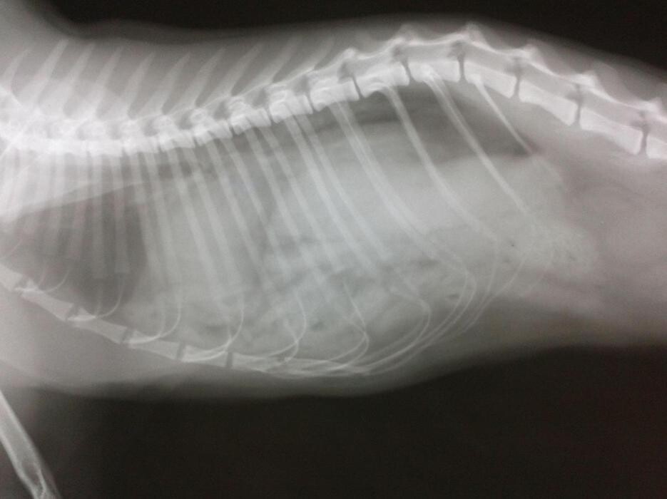 Images Clínica Veterinari Sant Antoni Abat
