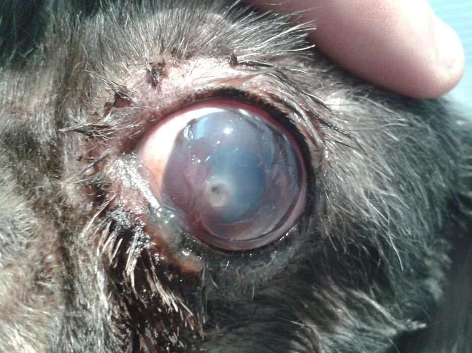 Images Clínica Veterinari Sant Antoni Abat
