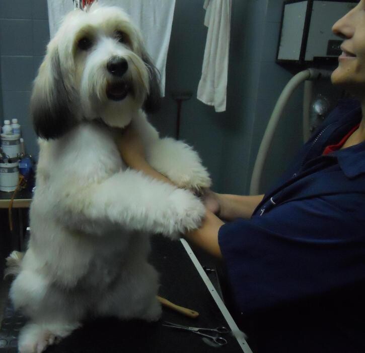Images Clínica Veterinari Sant Antoni Abat