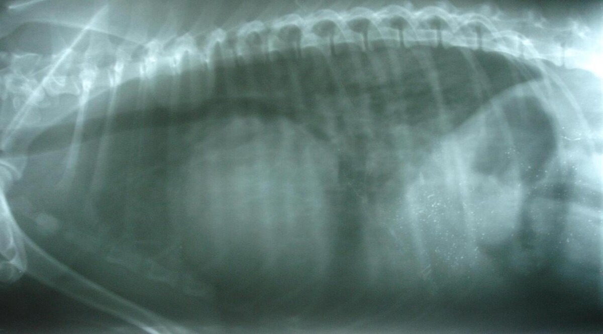 Images Clínica Veterinari Sant Antoni Abat