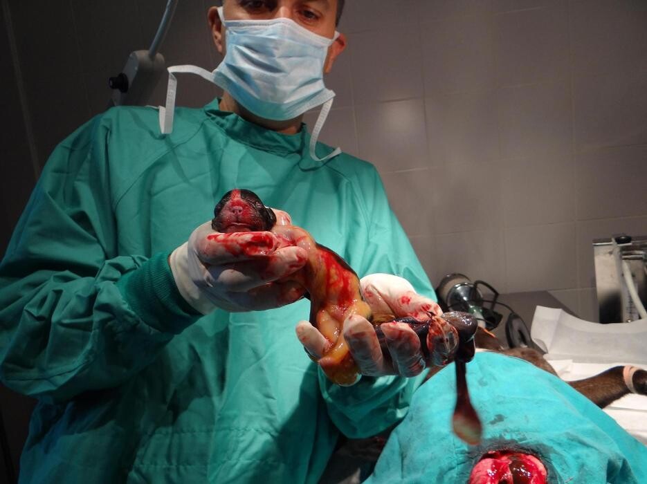 Images Clínica Veterinari Sant Antoni Abat