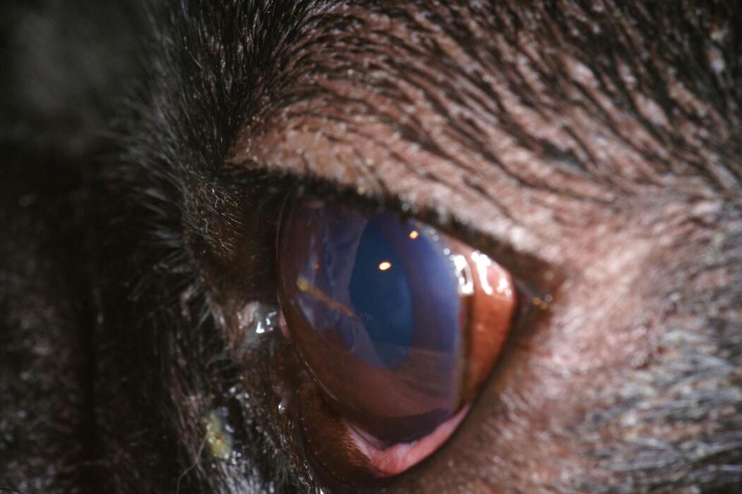 Images Clínica Veterinari Sant Antoni Abat