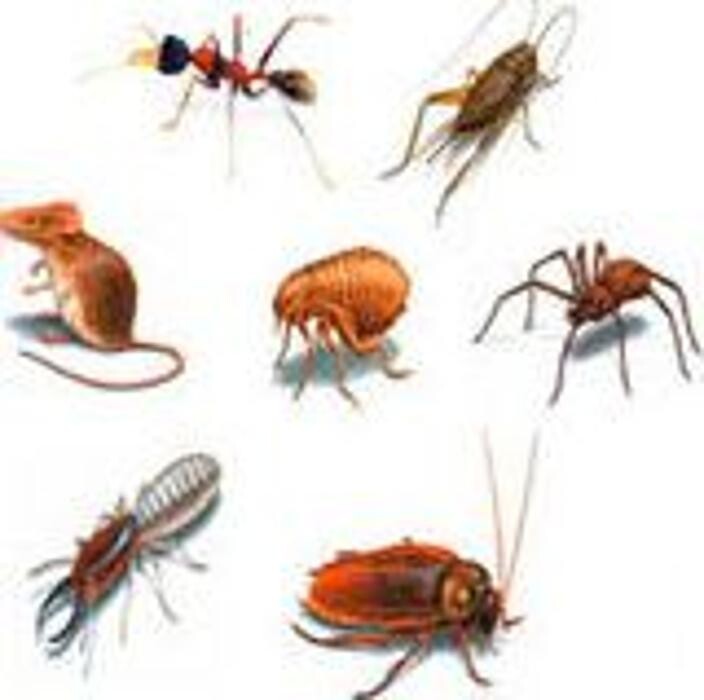 Images Arlo Gestión Ambiental S L