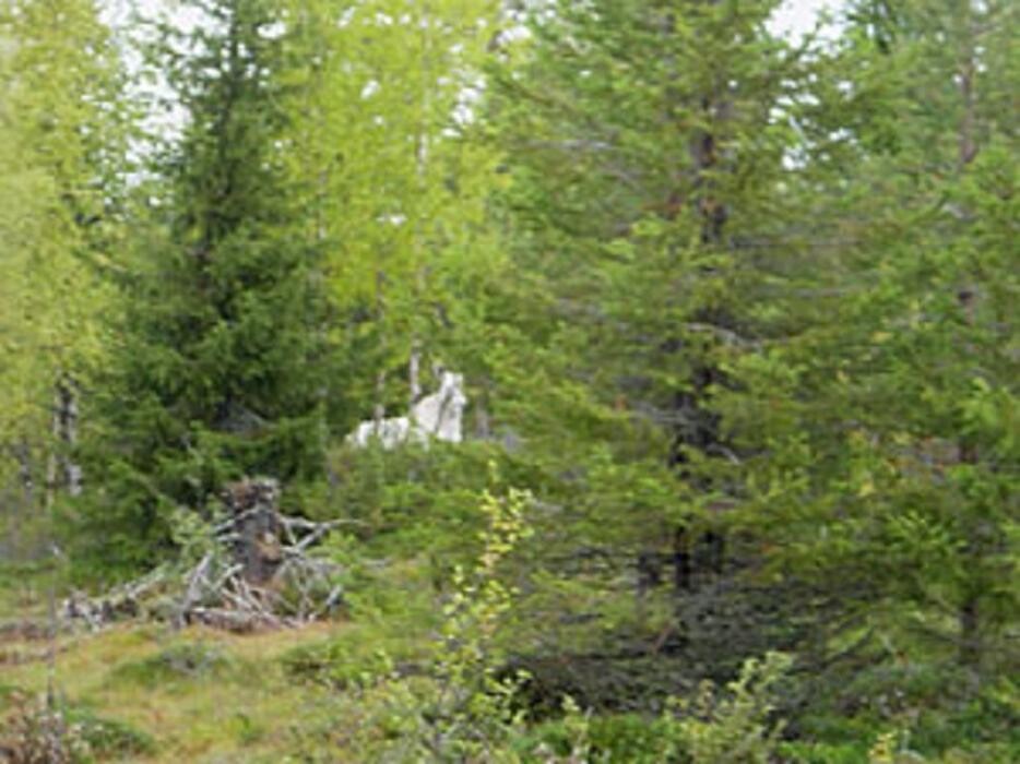 Images Inarin Yhteismetsän toimisto