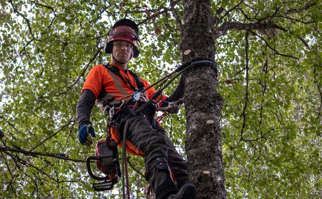 Images Metsätyö Riittinen