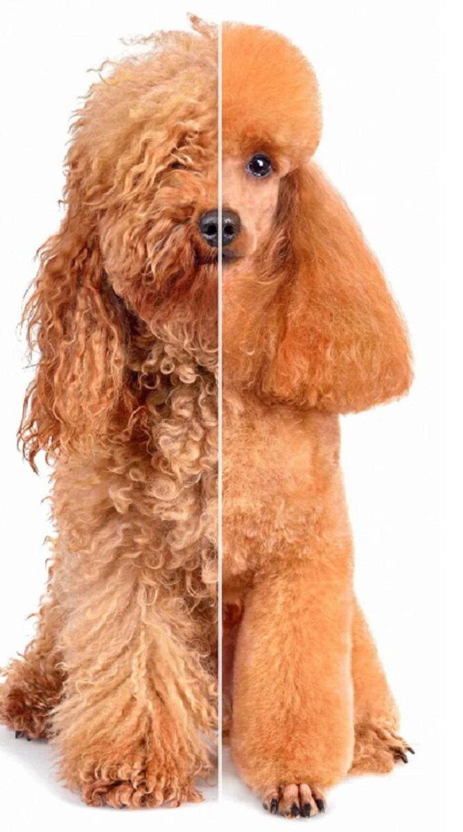 Images Trimmausliike Stadin Murre