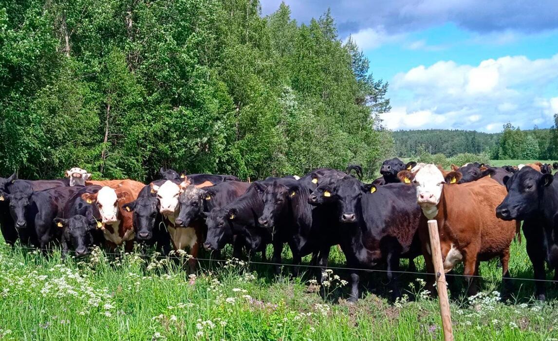 Images Eläinlääkäripalvelu HepoKatti Oy