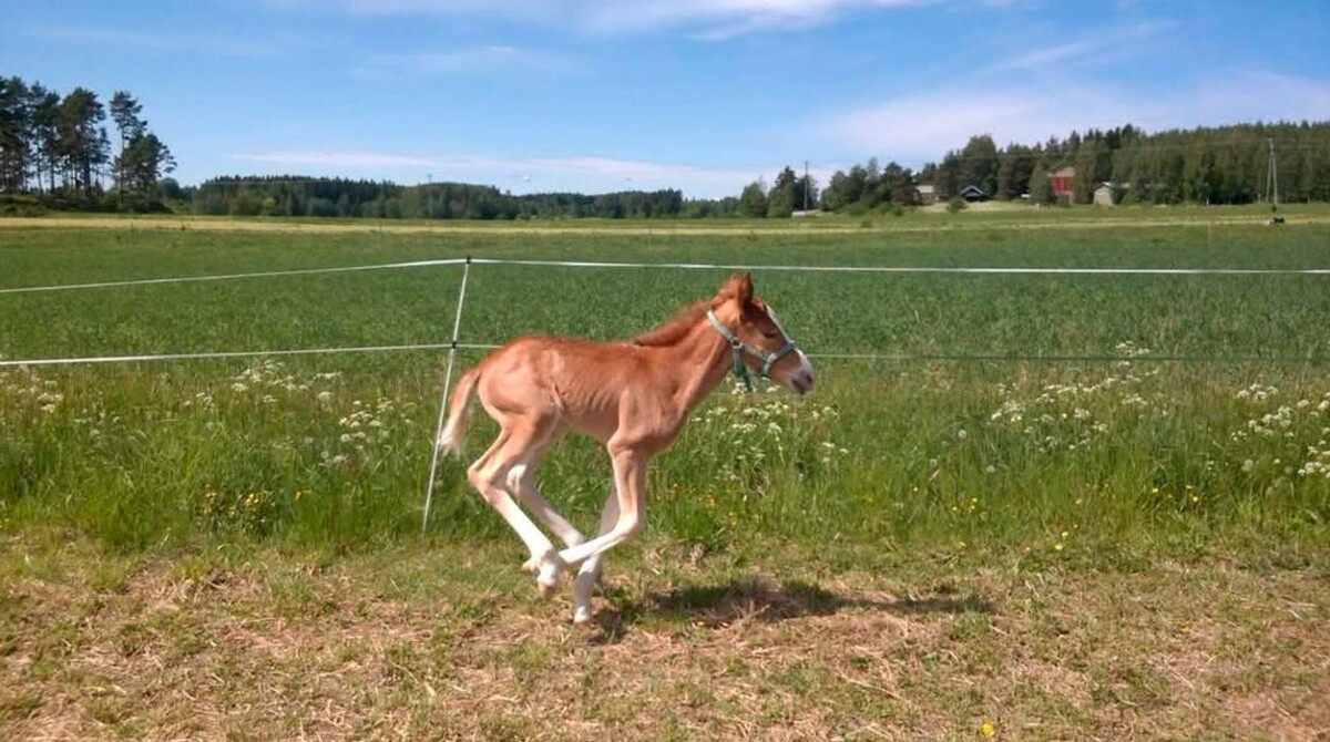 Images Eläinlääkäripalvelu HepoKatti Oy