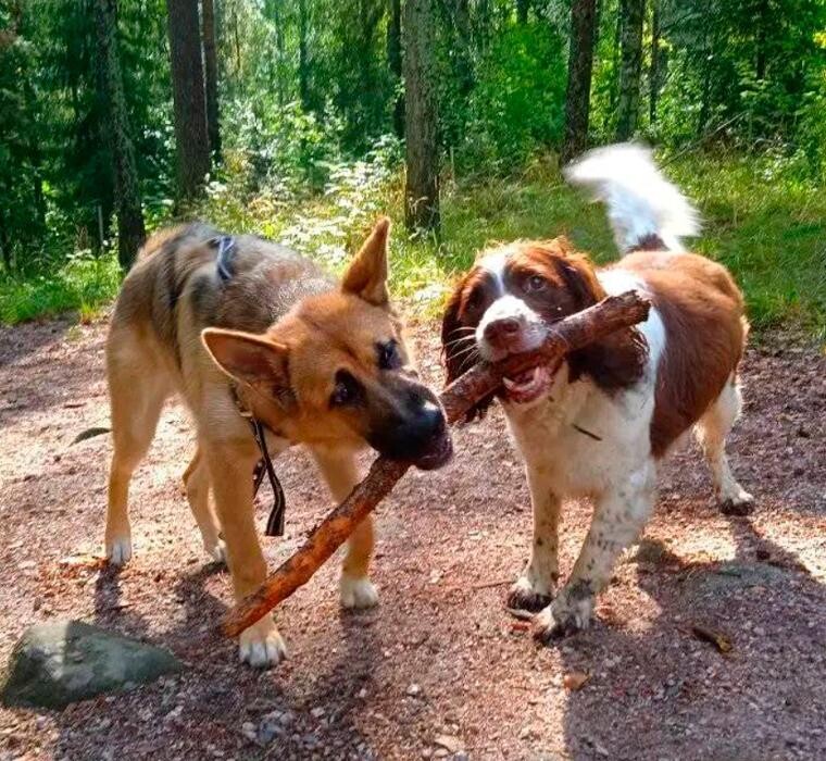 Images Eläinlääkäripalvelu HepoKatti Oy