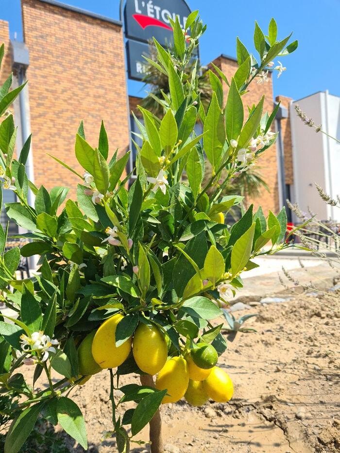 Images Hôtel L'Etoile Aéroport - A61