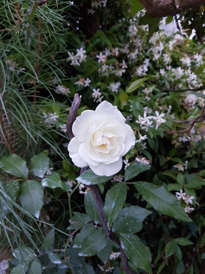 Images Hôtel L'Etoile Aéroport - A61