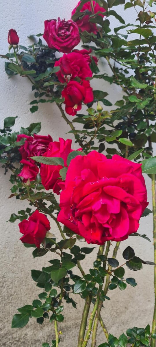 Images Hôtel L'Etoile Aéroport - A61