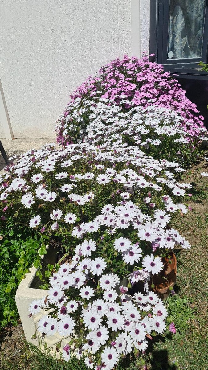 Images Hôtel L'Etoile Aéroport - A61