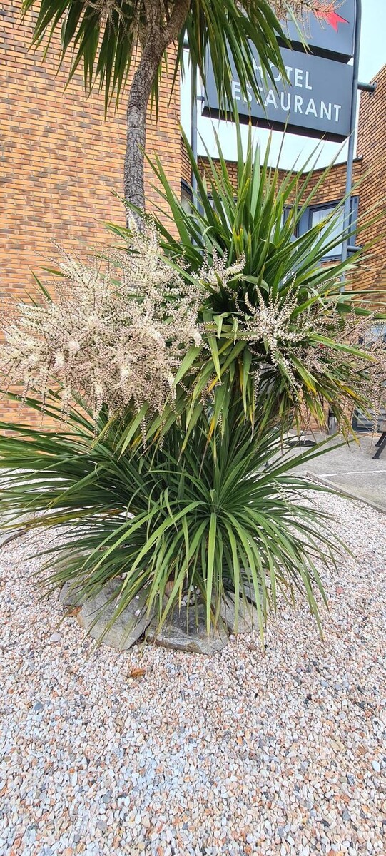 Images Hôtel L'Etoile Aéroport - A61