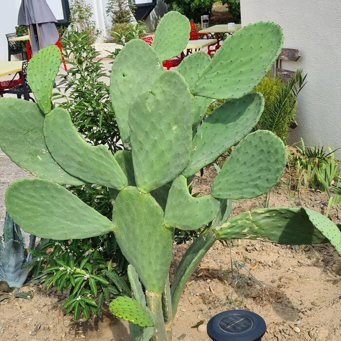 Images Hôtel L'Etoile Aéroport - A61