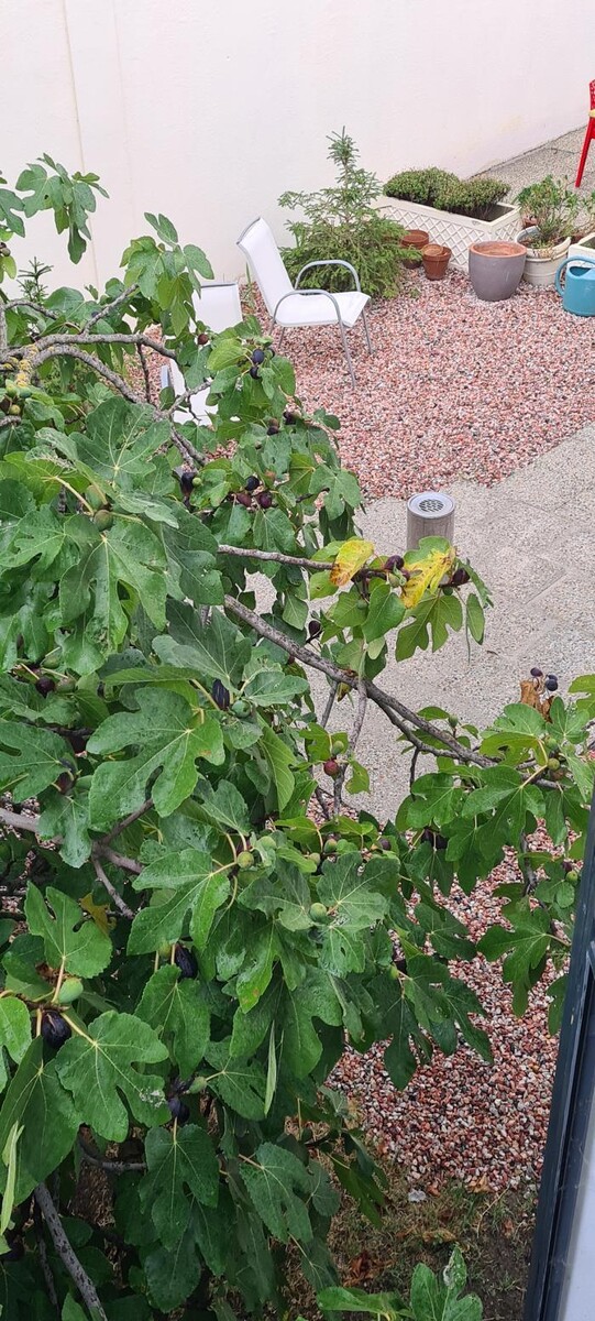 Images Hôtel L'Etoile Aéroport - A61