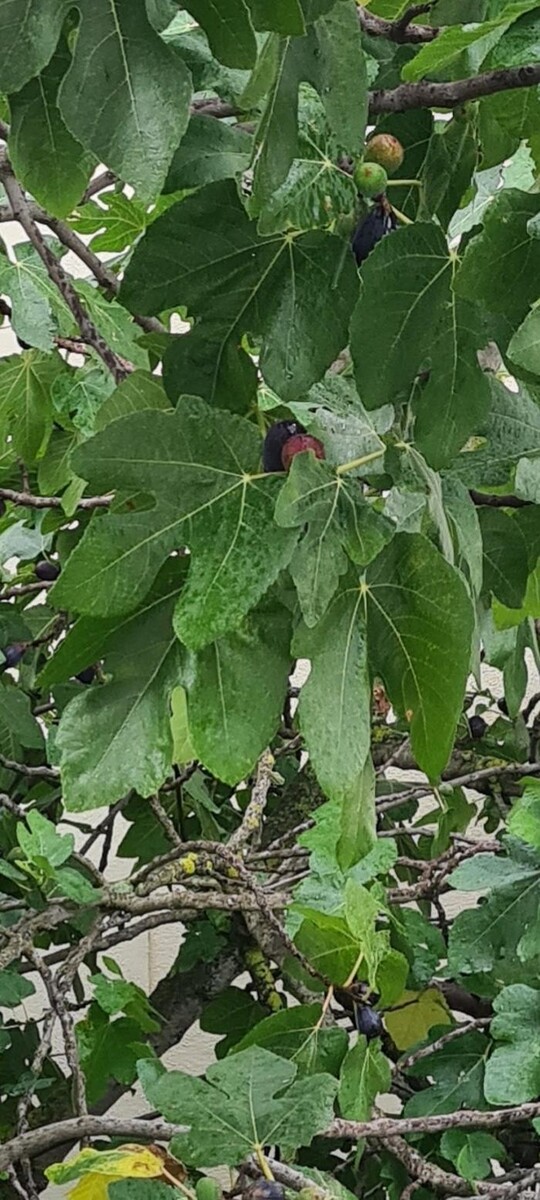 Images Hôtel L'Etoile Aéroport - A61
