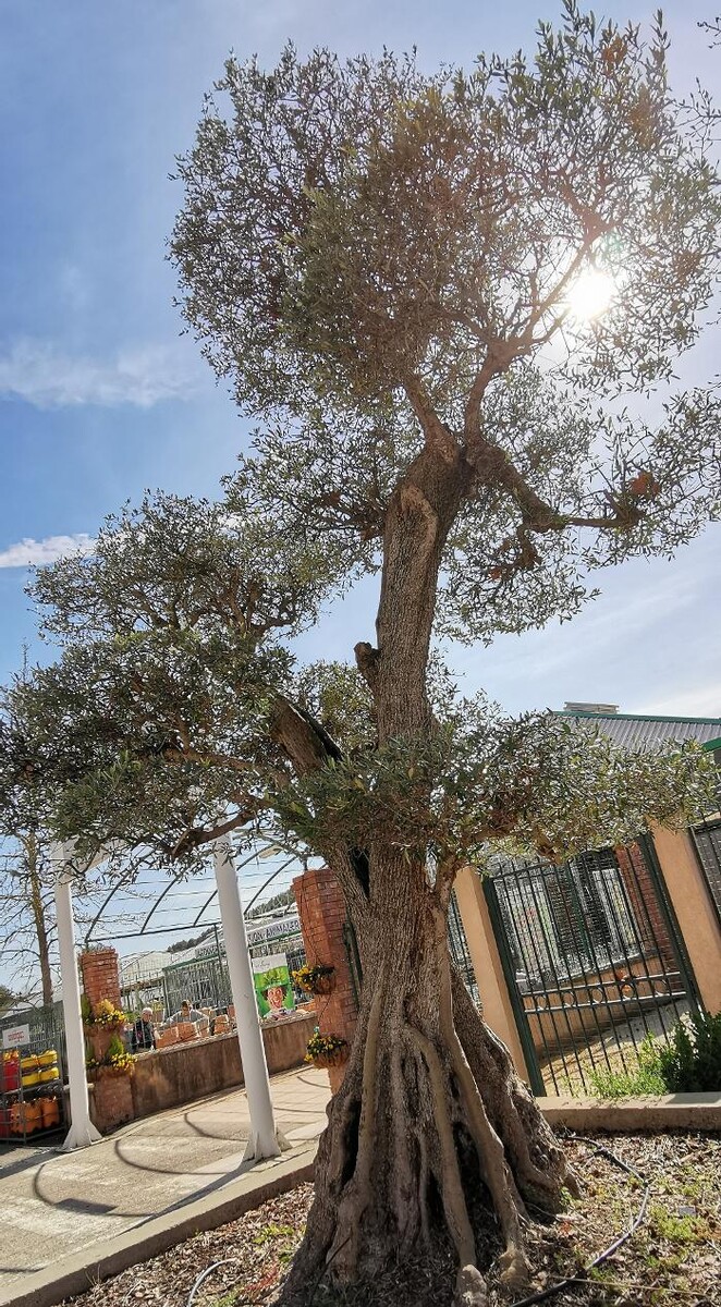 Images Villaverde Rocchietta Jardinerie Animalerie Le Beausset