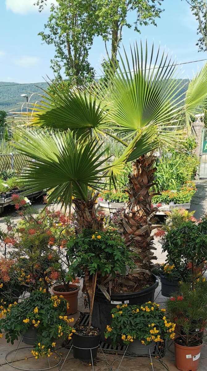 Images Villaverde Rocchietta Jardinerie Animalerie Le Beausset