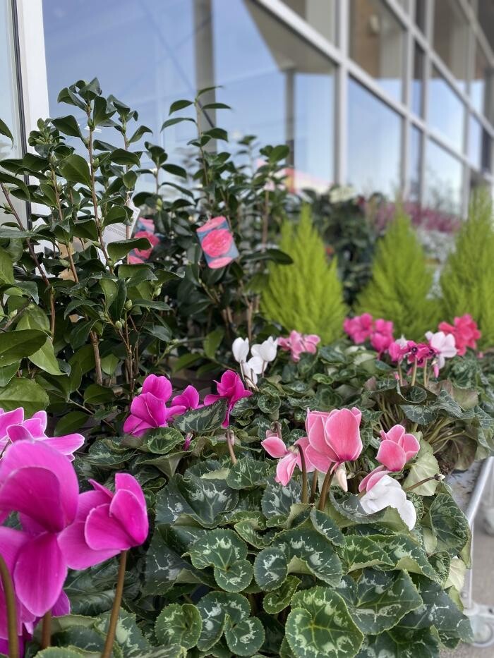 Images Bricomarché Luçon