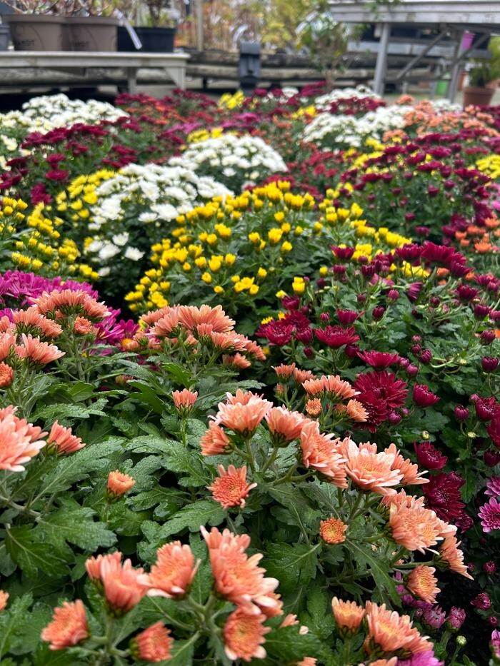 Images Bricomarché Luçon