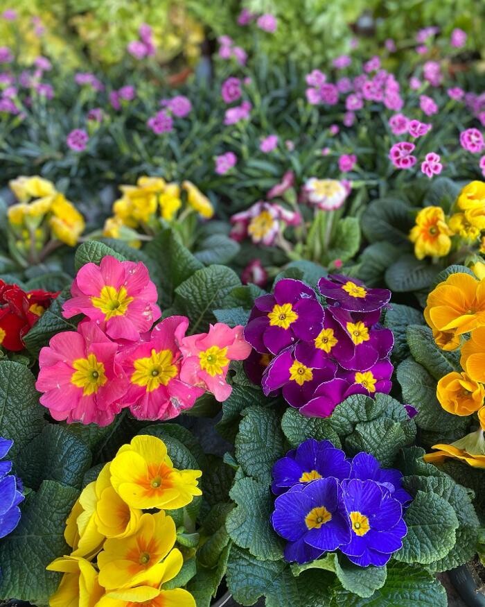 Images Bricomarché Luçon