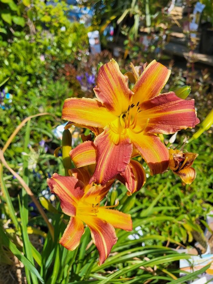 Images Bricomarché Brou