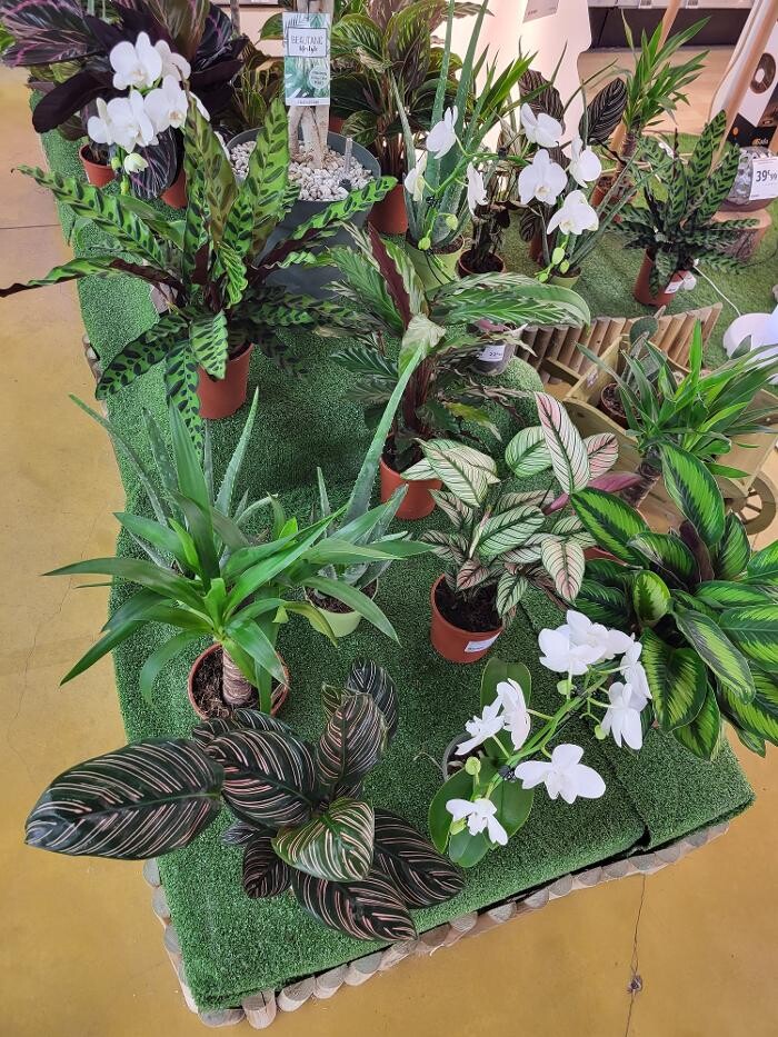 Images Bricomarché Les Fins