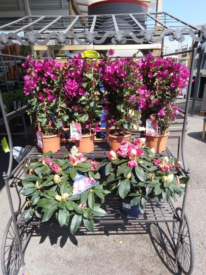 Images Bricomarché Commercy