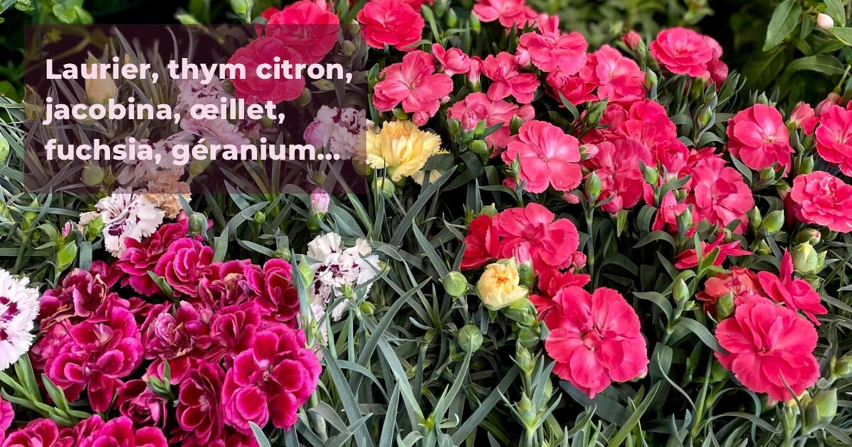 Images Bricomarché Abbeville