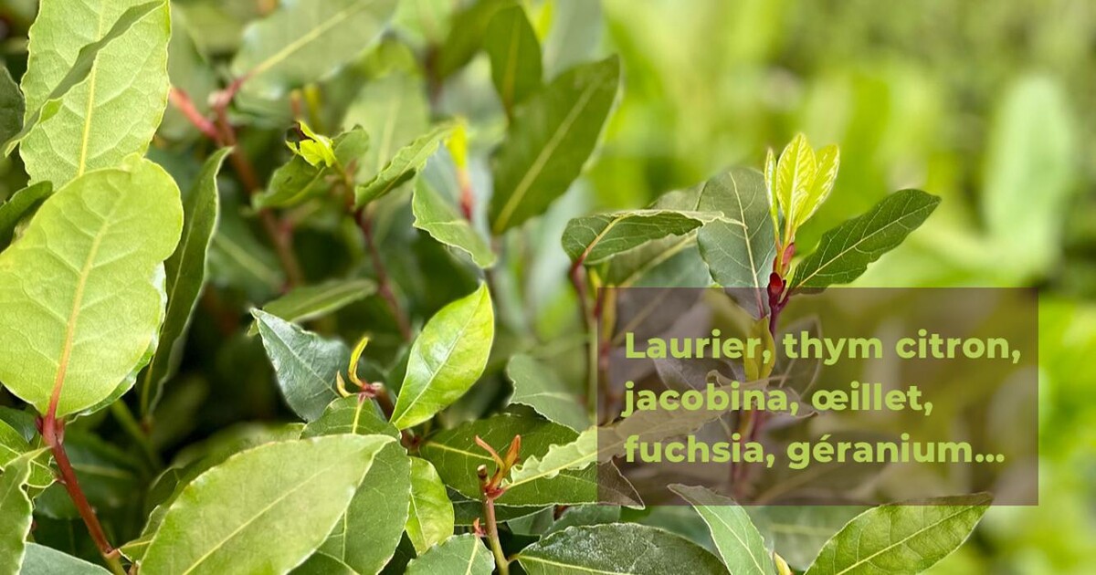 Images Bricomarché Abbeville